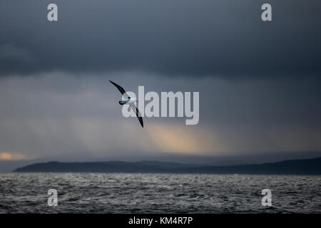 Nero-browed Albatross nel sud del Cile Foto Stock