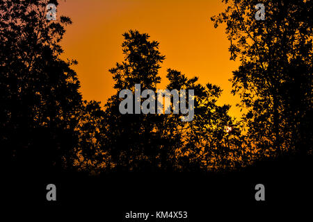 Le albe in Arabia Saudita con Orange Sky e silhouette di alberi Foto Stock