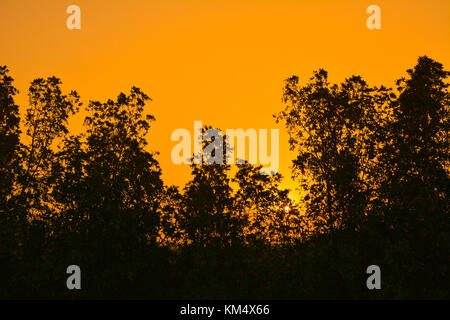 Le albe in Arabia Saudita con Orange Sky e silhouette di alberi Foto Stock