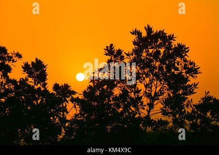 Le albe in Arabia Saudita con Orange Sky e silhouette di alberi Foto Stock