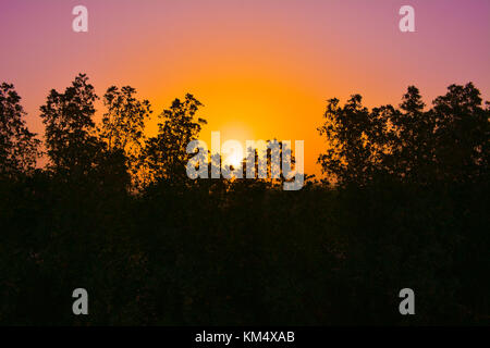 Le albe in Arabia Saudita con Orange Sky e silhouette di alberi Foto Stock