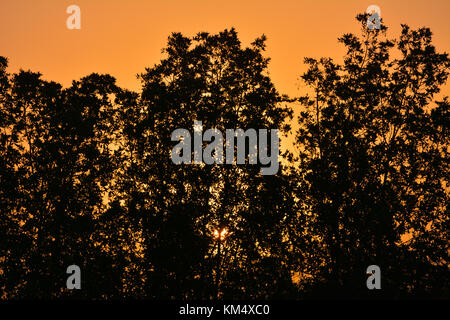 Le albe in Arabia Saudita con Orange Sky e silhouette di alberi Foto Stock