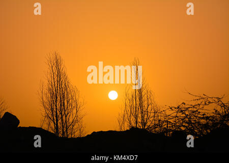 Le albe in Arabia Saudita con Orange Sky e silhouette di alberi Foto Stock