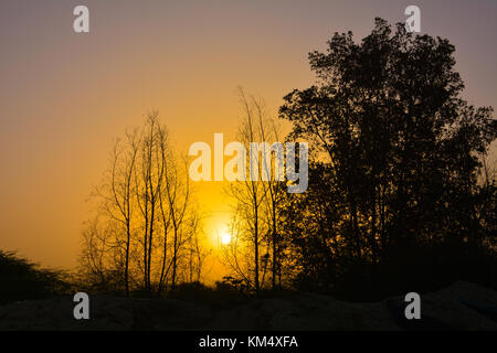 Le albe in Arabia Saudita con Orange Sky e silhouette di alberi Foto Stock