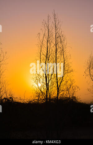 Le albe in Arabia Saudita con Orange Sky e silhouette di alberi Foto Stock