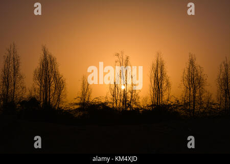 Le albe in Arabia Saudita con Orange Sky e silhouette di alberi Foto Stock