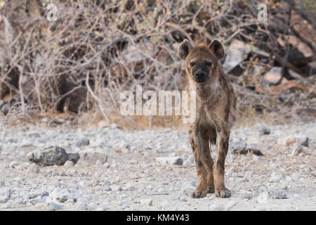 Spotted Hyena (Crocuta crocuta) passeggiate nel paesaggio sparse Etosha National Park, Namibia Foto Stock