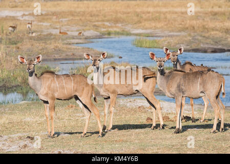 Gruppo di femmina adulta kudus in piedi da acqua con oxpeckers sul retro Bwabwata National Park, Namibia Foto Stock