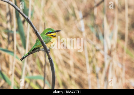 Apetta-eater (Merops pusillus) appollaiato sul ramo di fronte ance accanto al fiume Bwabwata National Park, Namibia Foto Stock