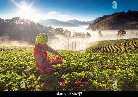 CHIANG MAI, Thailandia - gennaio 14 : Unidentified agricoltore pick in frutta fragola quando sunrise on gennaio 14, 2017 nel campo di fragole,ang khang, Chiang Foto Stock