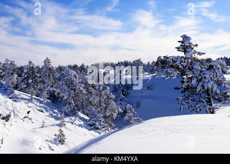 Abeti coperto con uno spesso strato di neve. Un fantastico anno nuovo tema. Foto Stock