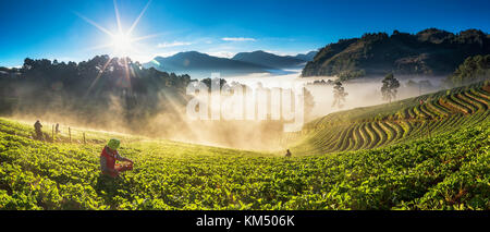 CHIANG MAI, Thailandia - gennaio 14 : Unidentified agricoltore pick in frutta fragola quando sunrise del panorama sul paesaggio Gennaio 14, 2017 in f di fragola Foto Stock