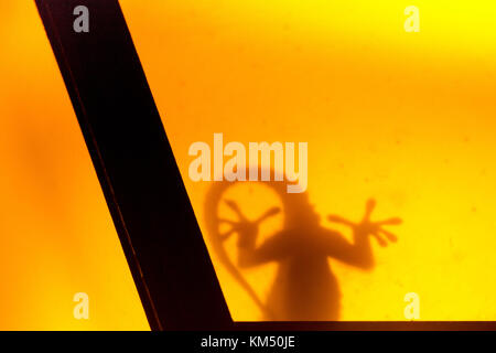 Un gecko (tarentola mauritanica) è in attesa di una preda sfruttando strada lampada come una trappola (la luce di notte attrachts insetti). Foto Stock