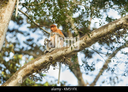 Proboscide monkey borneo Foto Stock