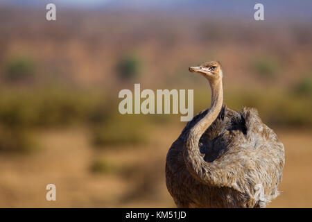 Struzzo somalo, close-up nel samburu riserva nazionale, Kenya, Africa orientale, Africa Foto Stock