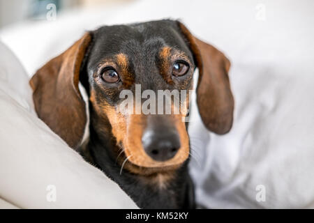 Nero e marrone miniatura bassotto cane dorme nel letto Foto Stock