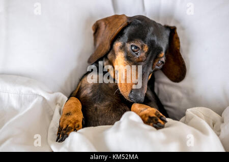 Nero e marrone miniatura bassotto cane dorme nel letto Foto Stock