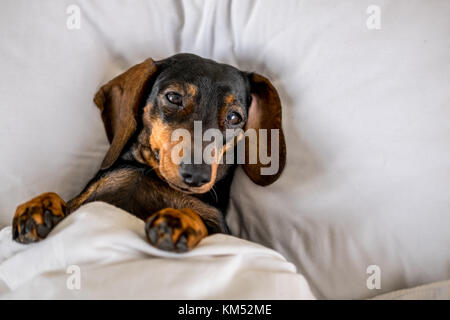 Nero e marrone miniatura bassotto cane dorme nel letto Foto Stock