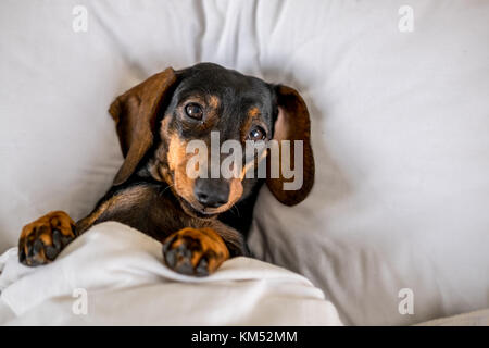 Nero e marrone miniatura bassotto cane dorme nel letto Foto Stock