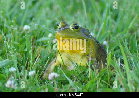 Seduta di rana in erba Foto Stock