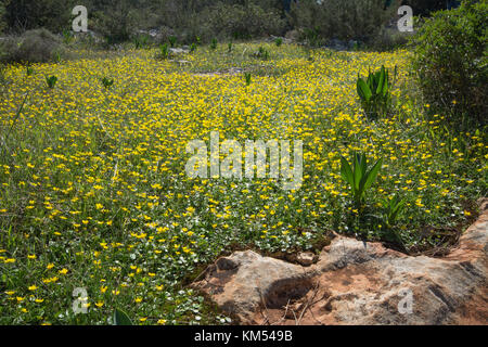 Pavimentazione di pietra calcarea scenario della Foresta Pegeia a Cipro con un tappeto di Ranunculus bullatus (autunno renoncules) Foto Stock