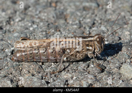 Close-up di barbaro grasshopper (Calliptamus barbaro) in Cipro Foto Stock