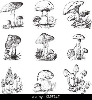 Set di fungo disegnati a mano inciso. organici vintage cibo vegetariano. champignon, Cantarelli, miele fungo, fly agaric, amanita, stinkhorn comune, penny bun, Red-capped scaber levetta per menu, imballaggio Illustrazione Vettoriale