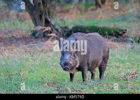 Il cinghiale seminare nella Foresta di Dean Foto Stock