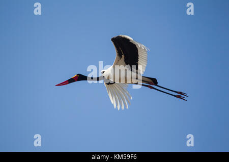 A sella fatturati stork Ephippiorhynchus senegalensis in volo contro un cielo blu chiaro Foto Stock