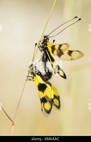 Oestliches Schmetterlingshaft, Libelloides macaronius, Ascalaphid Owlfly dalla Croazia Foto Stock