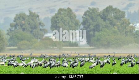 Gru in un campo foraggio. uccello grigio con collo lungo. comune gru grus grus, grosso uccello in habitat naturali. Foto Stock