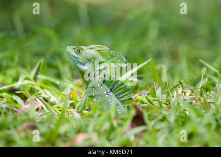 Close-up testa di rettile, giovani iguana verde in un prato di erba in Costa Rica Foto Stock
