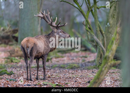 Rothirsch, Cervus elaphus, cervi rossi Foto Stock