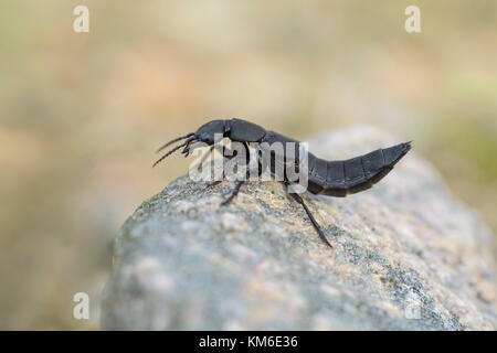 Schwarzer Moderkaefer,Ocypus olens, diavoli a cavallo dei pullman beetle Foto Stock