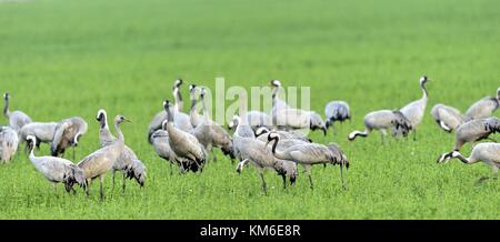 Gru in un campo foraggio. uccello grigio con collo lungo. comune gru grus grus, grosso uccello in habitat naturali. Foto Stock