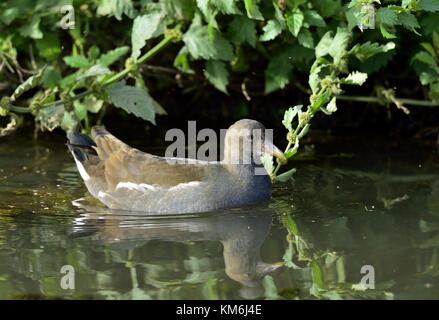 Il comune (moorhen gallinula chloropus) (noto anche come il waterhen e come la palude di pollo) è una specie di uccello della famiglia rallidae. Foto Stock