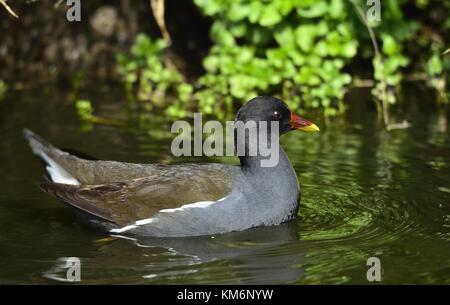 Il comune (moorhen gallinula chloropus) (noto anche come il waterhen e come la palude di pollo) è una specie di uccello della famiglia rallidae. Foto Stock