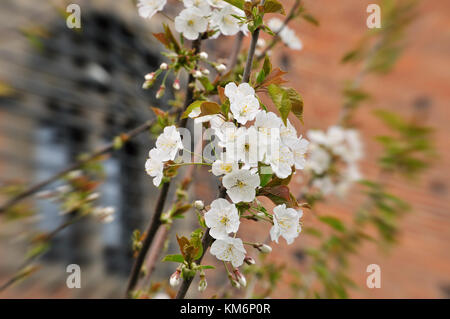 Spring flowers on front of a castle Foto Stock