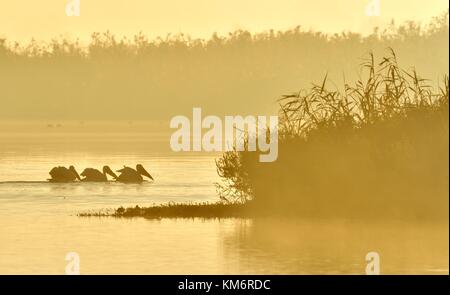 I pelicans nuotano in tutta l'acqua nella nebbia di mattina. mattina nebbia prima dell'alba. Foto Stock