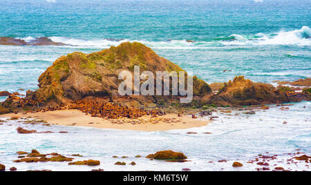 Intertidal rocce lungo la oregon spiagge costiere sono le preferite basking posto per guarnizioni. Foto Stock