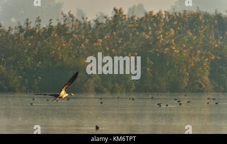 Uccello in volo. gru in volo. la gru comune (grus grus), noto anche come la gru eurasiatica. Foto Stock