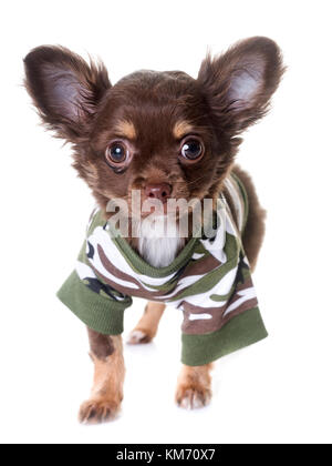 Cucciolo di chihuahua davanti a uno sfondo bianco Foto Stock