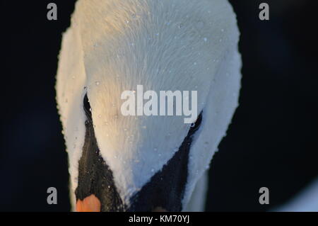 Chiusura del cigno sul lago Foto Stock