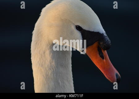 Chiusura del cigno sul lago Foto Stock