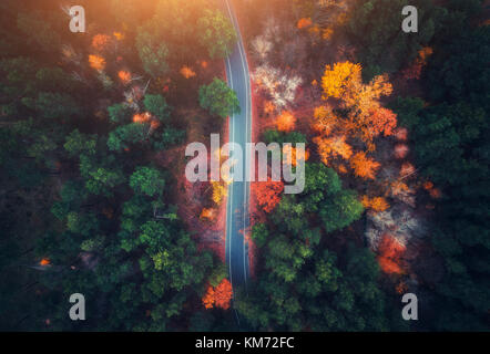 Vista aerea della strada in autunno bello e mite foresta al tramonto. bellissimo paesaggio con vuoto strada rurale, alberi con verde, rosso e arancio foglie. autostrada Foto Stock
