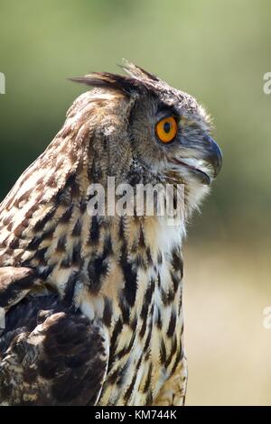 Gufo reale (Bubo bubo) a riposo Foto Stock