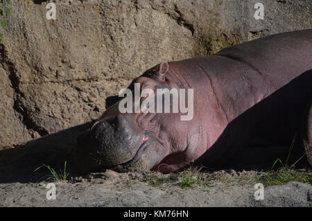 Napping fiume ippopotamo sulla banca Foto Stock