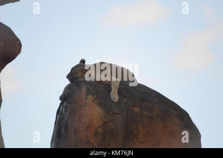 Assonnato leonessa su roccia Foto Stock