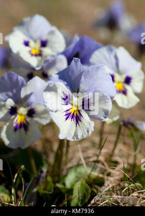 Viola Mammola closeup sul prato nel selvaggio Foto Stock