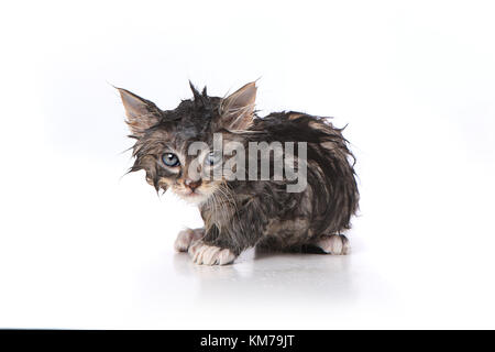 Infelice, bagnato e mad gattino dopo un bagno Foto Stock